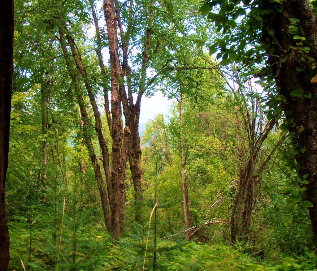 birch copse Eastern Washington