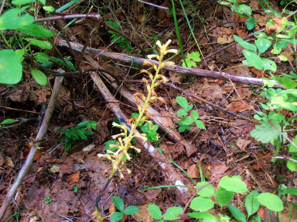 orchid Eastern Washington