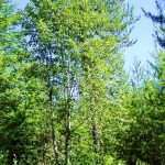 alnus rhombifolia white alder Eastern Washington