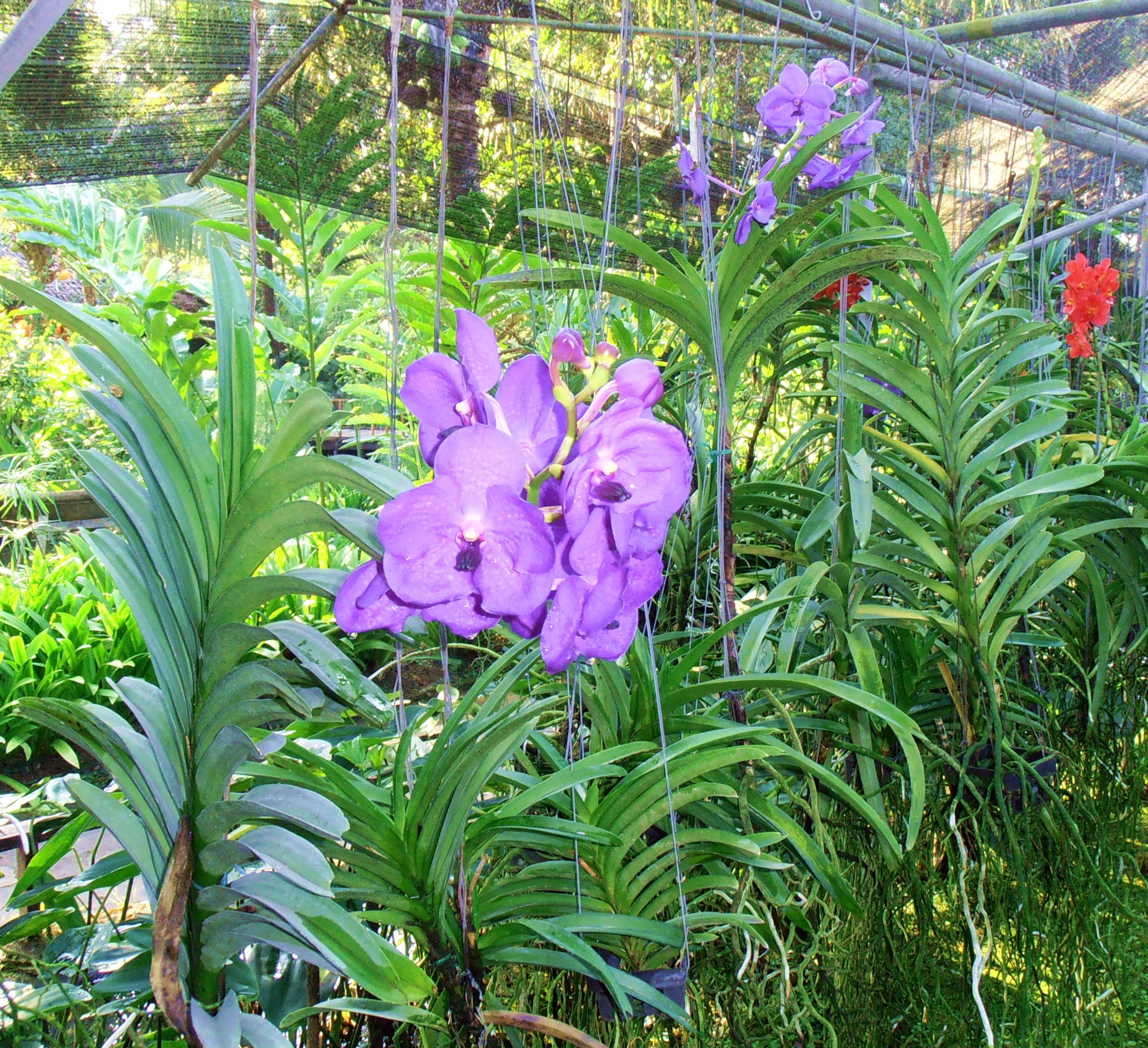 Chiang Mai Thailand Orchids