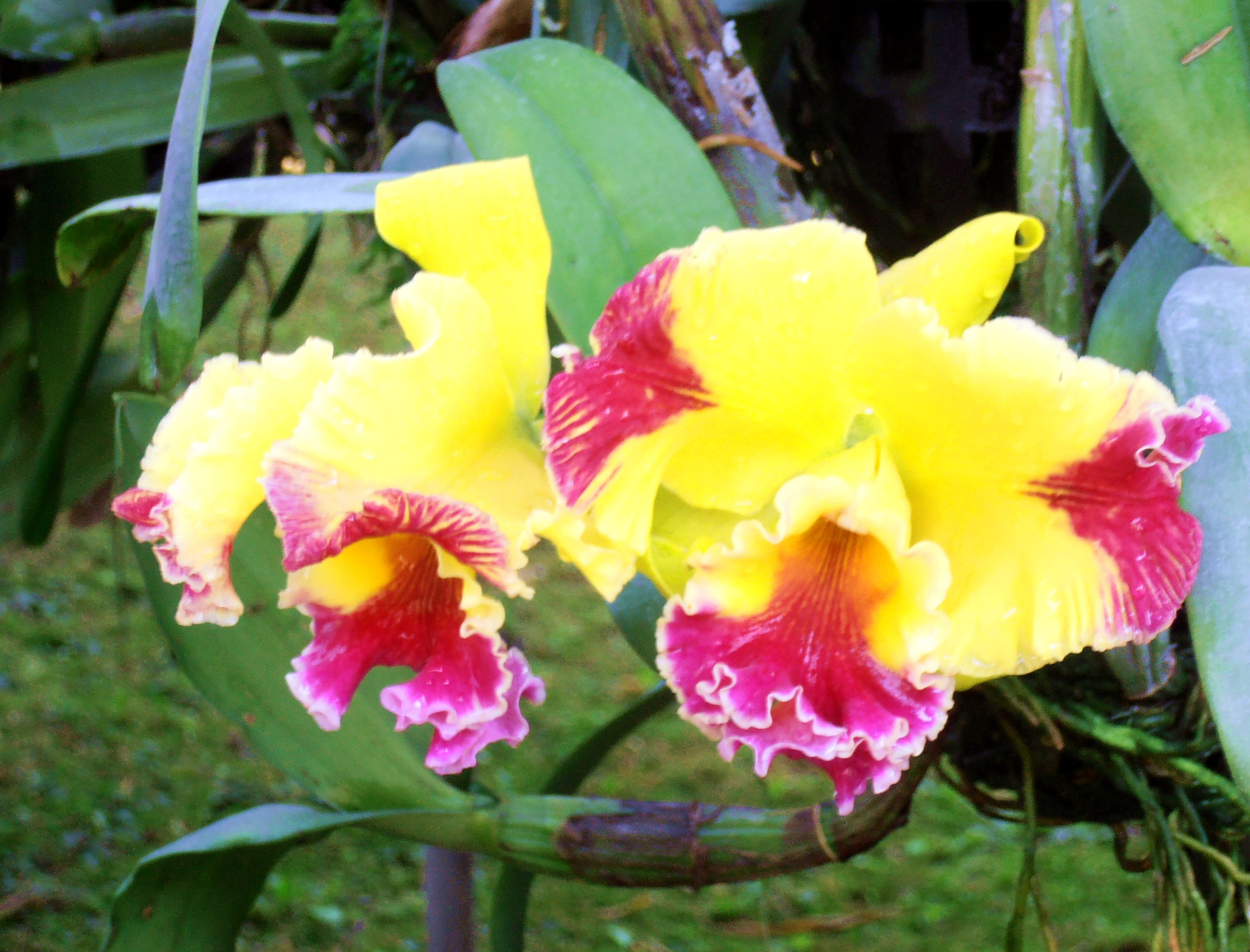 Chiang Mai Thailand Orchids