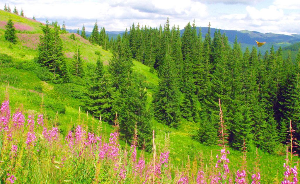 fireweed Ukraine