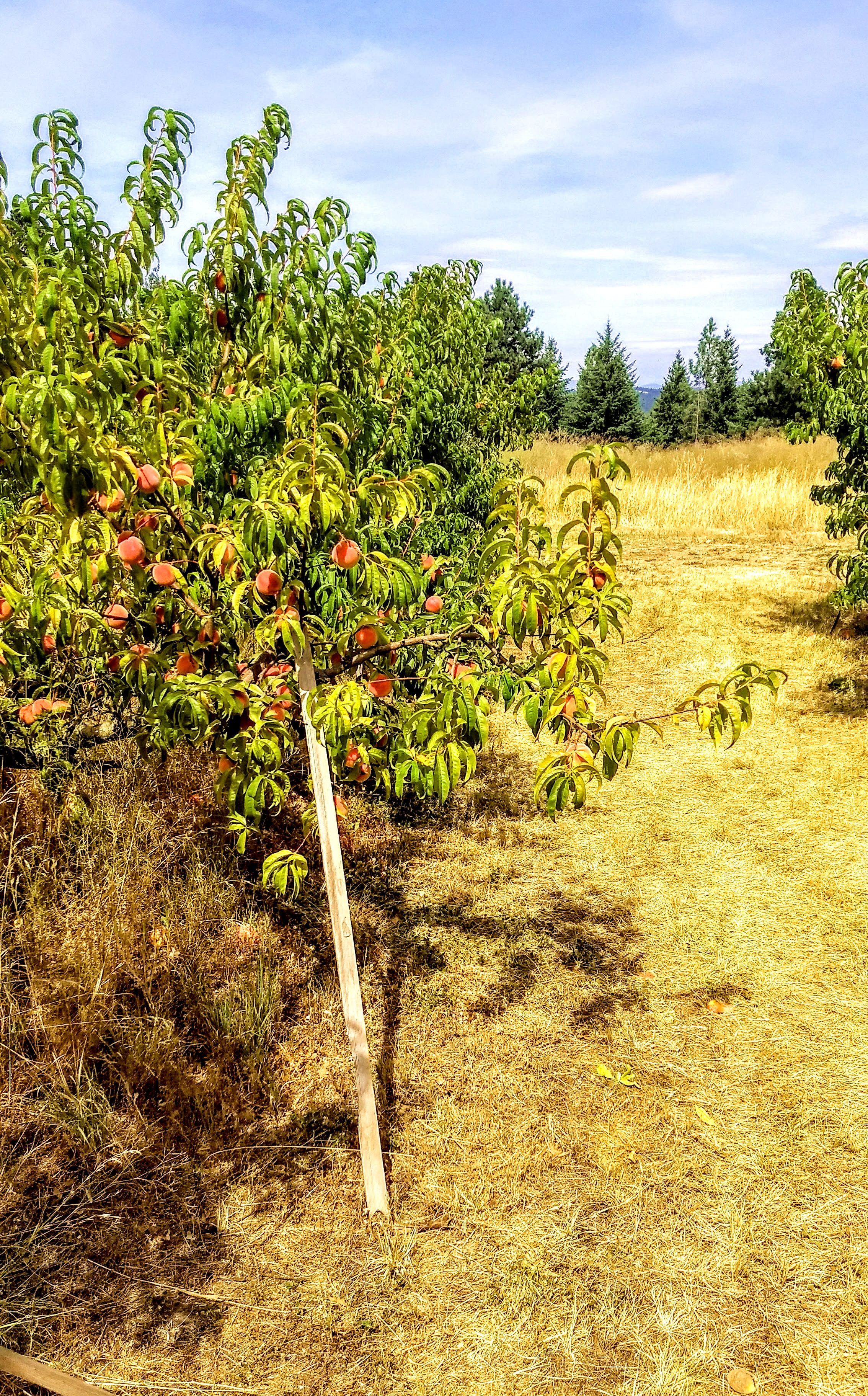Peaches Peone Prairie Washington State