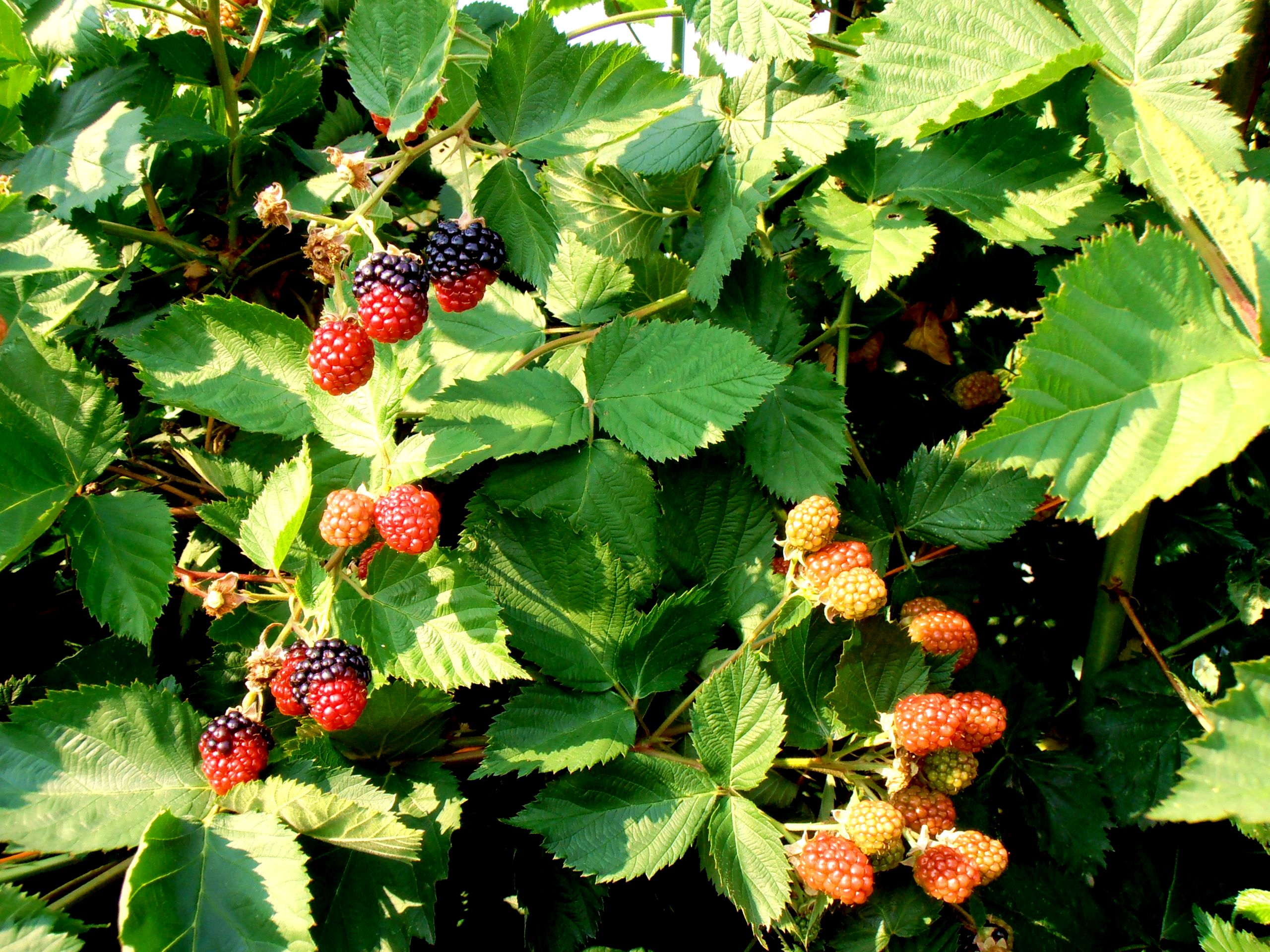 Blackberries Greenbluff Peone Prairie Washington State