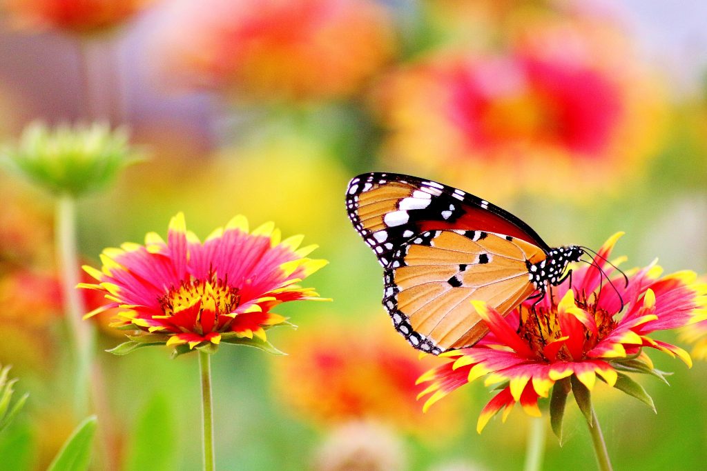 flowers and butterfly