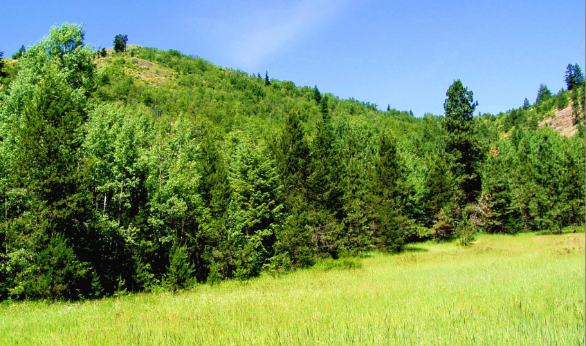 mountain and meadow