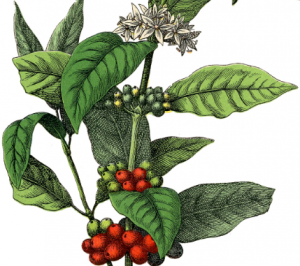 coffee plant