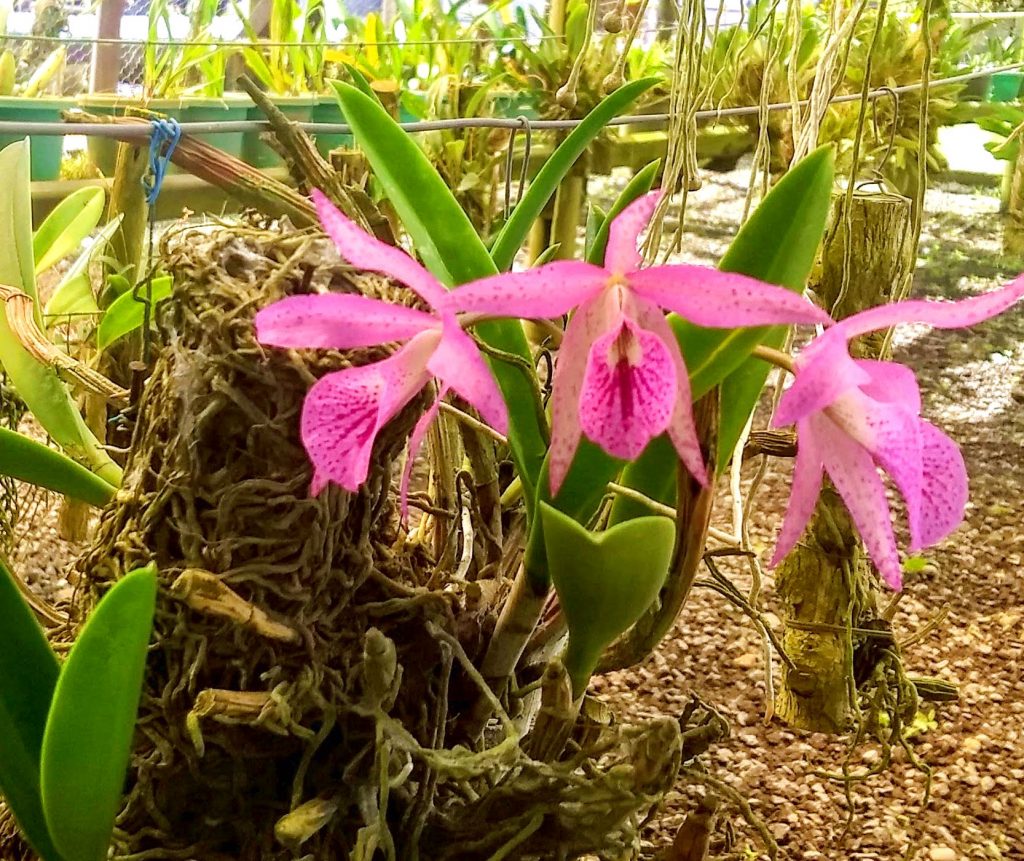 Orchid, Pereira Botanical Garden