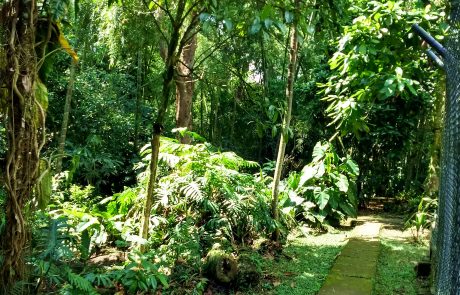 Native forest, Pereira Botanical Garden