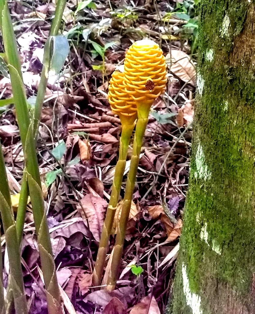 Heliconia spp., Pereira Botanical Garden