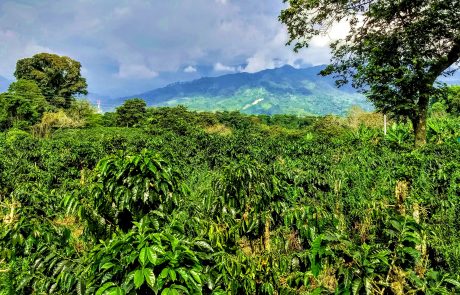 Coffee farm near Calarca, Quindio