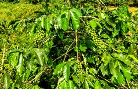 Coffee farm near Calarca, Quindio