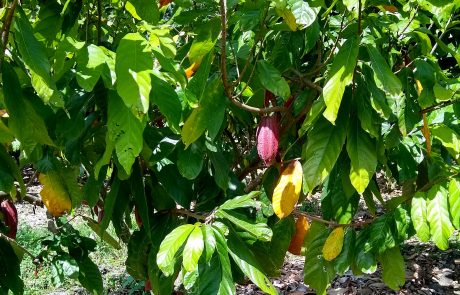 Cocoa tree, La Rochela, Caldas, Colombia