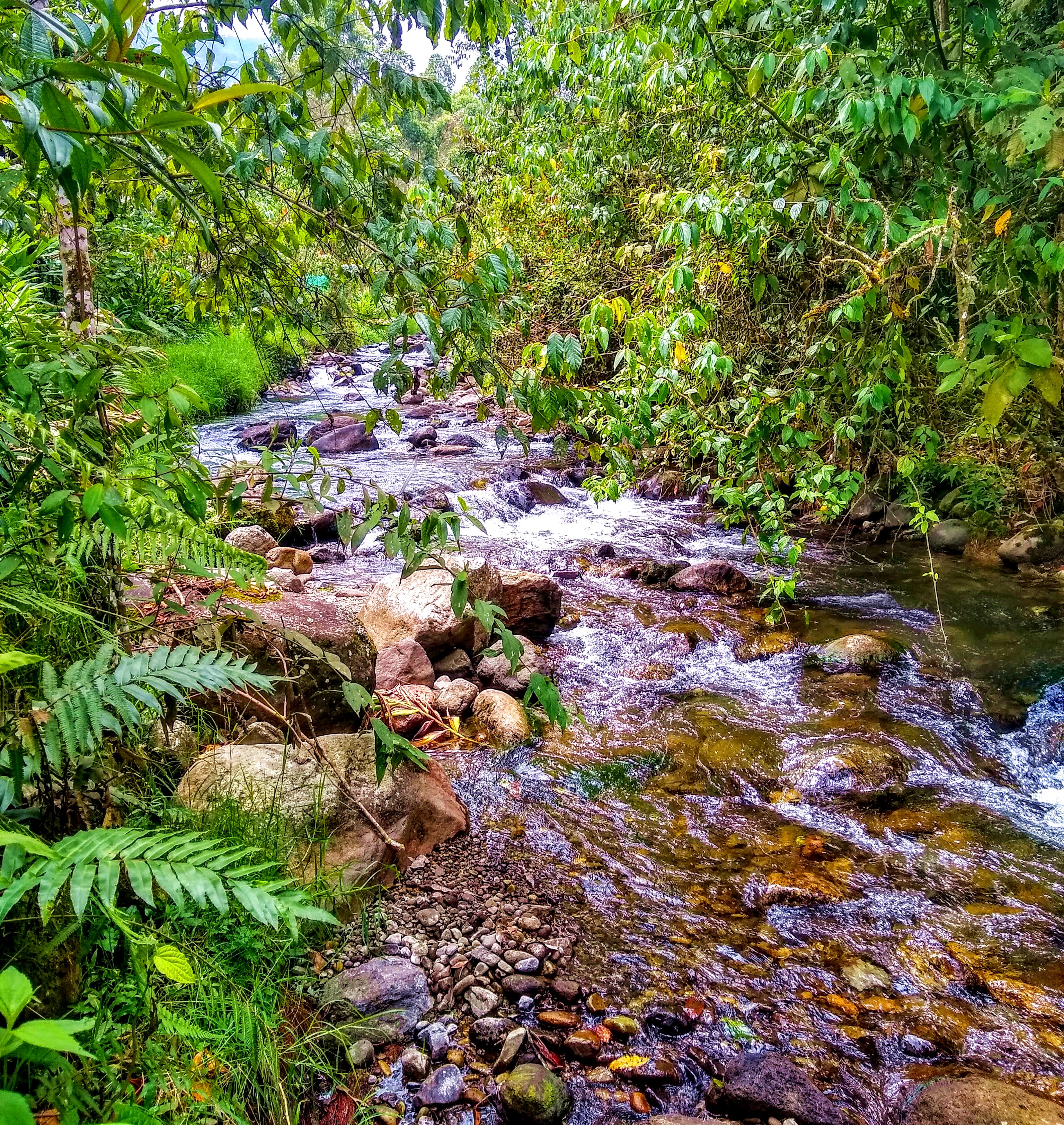 Near Santa Rosa de Cabal