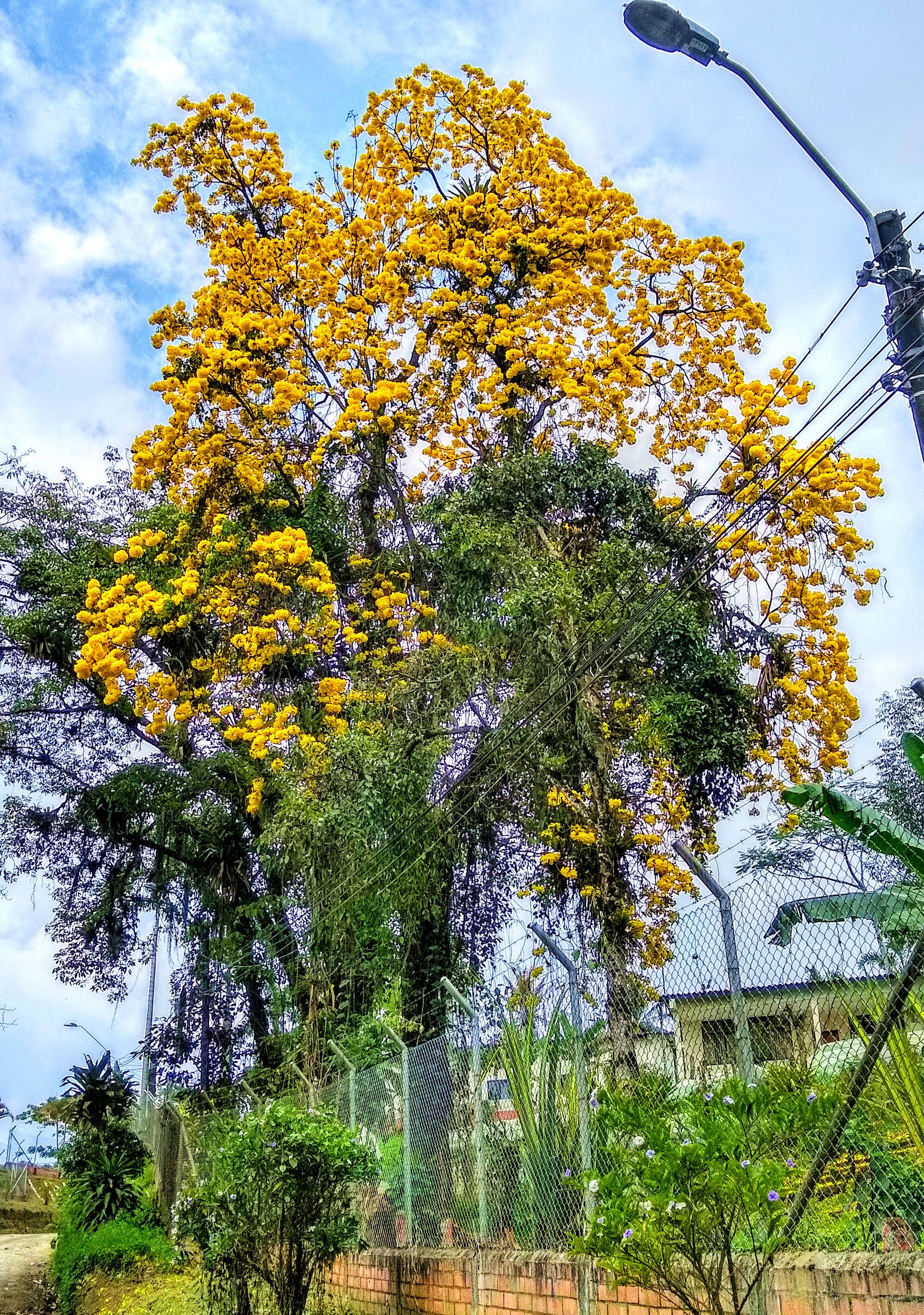 Santa Rosa de Cabal, Tabebuia tree