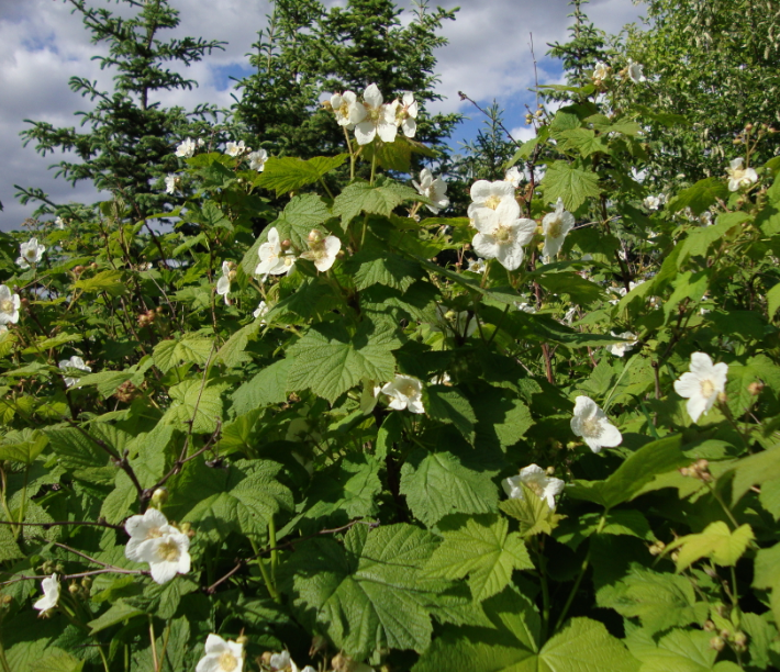 Thimbleberry in flower