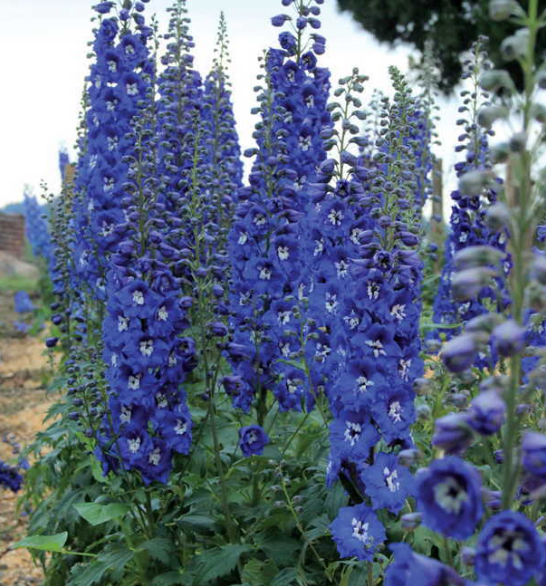 Delphinium, cobalt blue