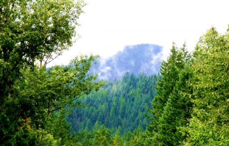 Schweitzer Mountain forest habitat