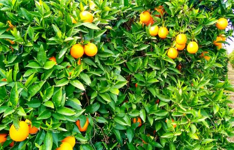 Orange trees near Exeter, CA