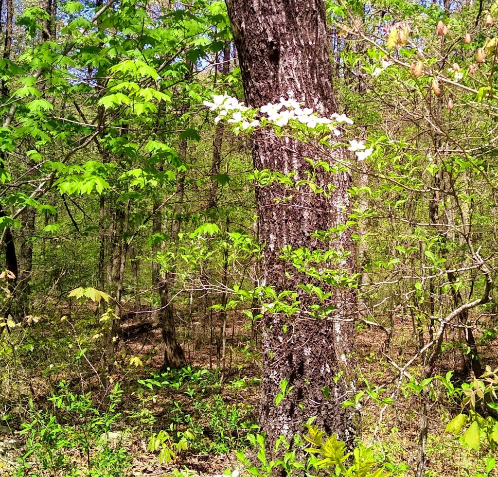 Dogwood, Hwy 270, Arkansas