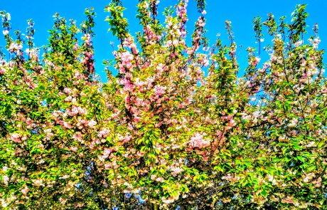 Flowering cherry, Asheville, NC