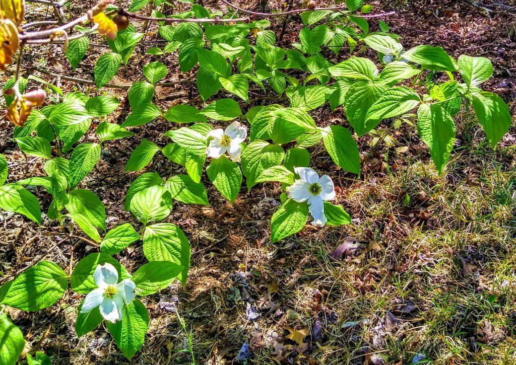 flowering dogwood