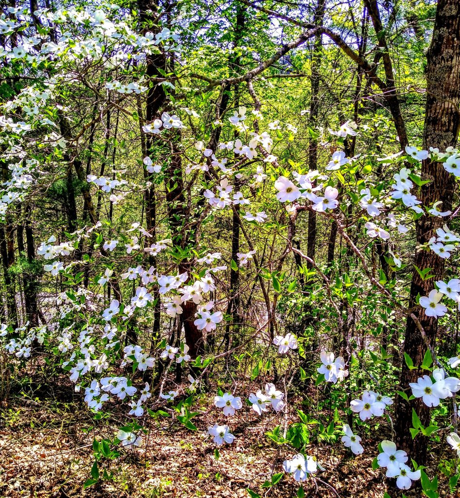 Near James Lake, North Carolina