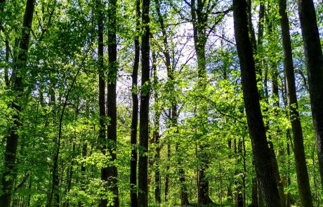 Forest, Tanglewood Park, Clemmons, NC