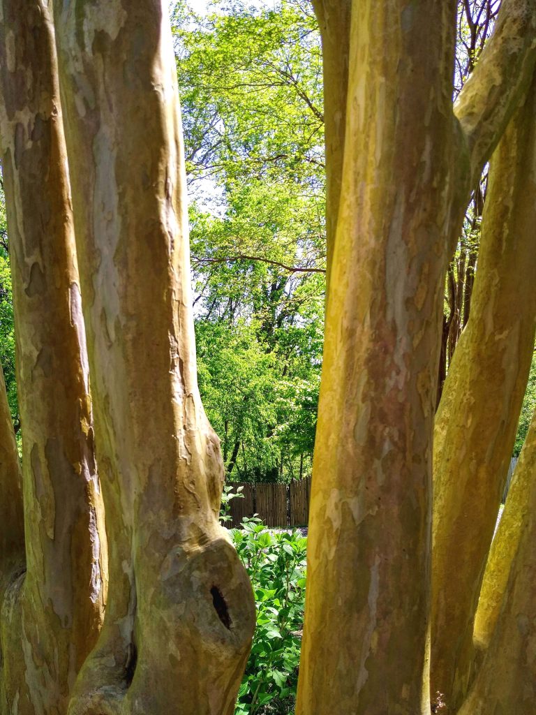 Crape myrtle, Tanglewood Park, Clemmons, NC