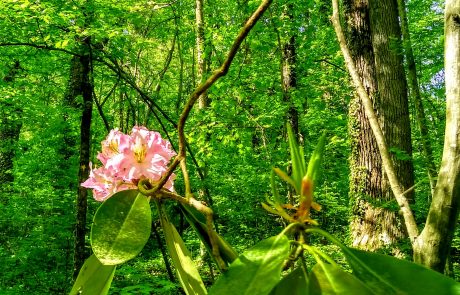 Rhododendron, Reynolda Gardens woodland, Winston-Salem, NC