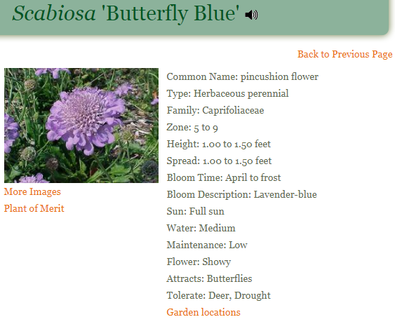 Scabiosa Butterfly Blue
